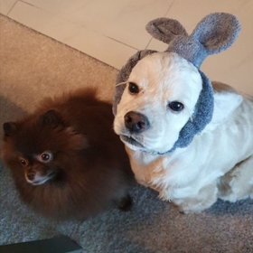 Jendekiu