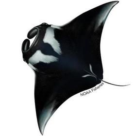 manta_birostris