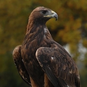 Sarppalaurn