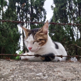 emregrsyy
