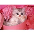 SweetKitty