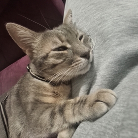 Zeybiikkootkd