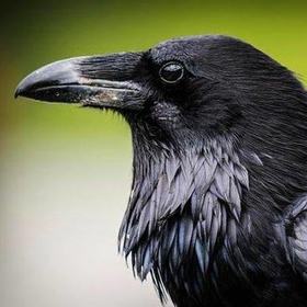DarkRaven