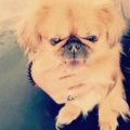 pekines