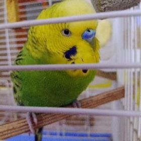 kucuk883
