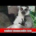 htcdmr