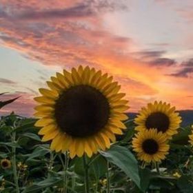 ayyıldızgökyüzü