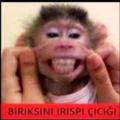 Antipatikşey