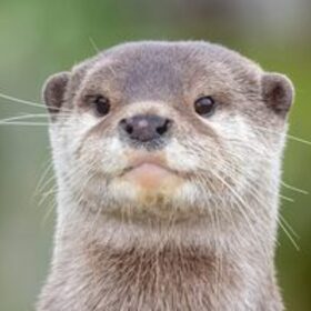 Otter