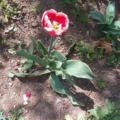 Ergin44