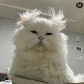ilahimorluk