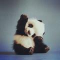 PandaaYavrusu