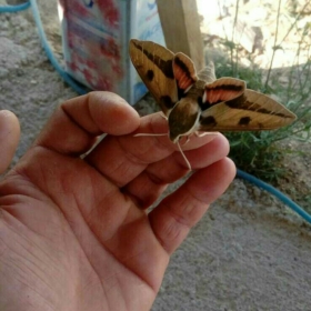 Yaralısın