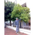mallaca