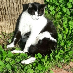 Bodymert01