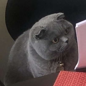Dahi_kedi