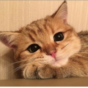 asliiniz