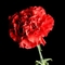 karanfil__01