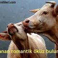 sevdanbeniterketmeli