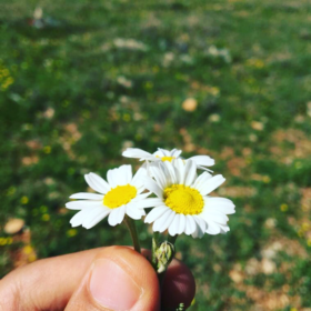 şekerlibira1