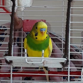 hakanci