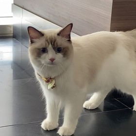 künfefe