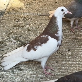 İslamkaragöz
