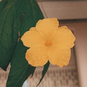 ask_kusu35