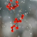 Goddes_61