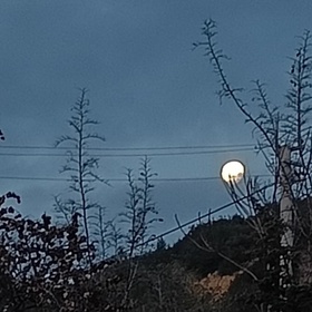 Yalnız_koki