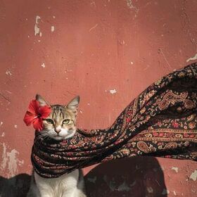 AylaynırıSolŞeritte