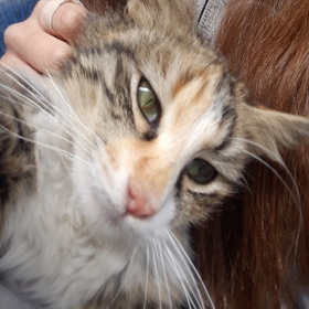 Piepiecat