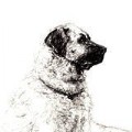 furcanoco
