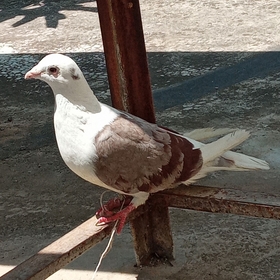 ÇapkinFasulyee47