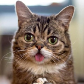 catsmom