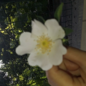 gnsrdv