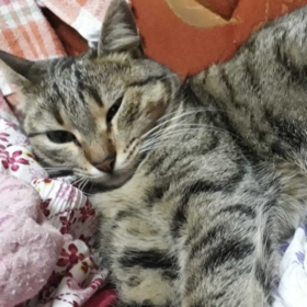 kedicilll