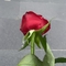 yasem06xy
