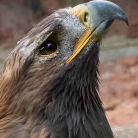 BirKartal