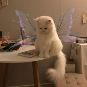 angelsuu