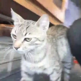 catlove06