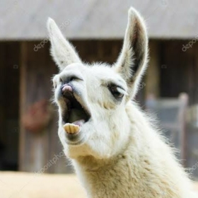 Lamaaa