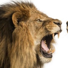Black-LioN