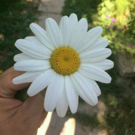mutesettıre