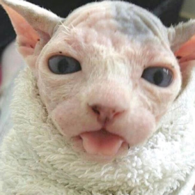 bellaahadid