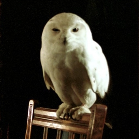 hedwigisdead