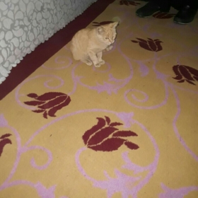 karamsar_adam00