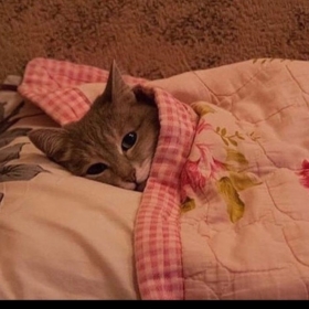 catteacherr
