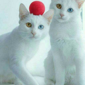 bjjjjjjbffff