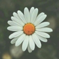 duygudb